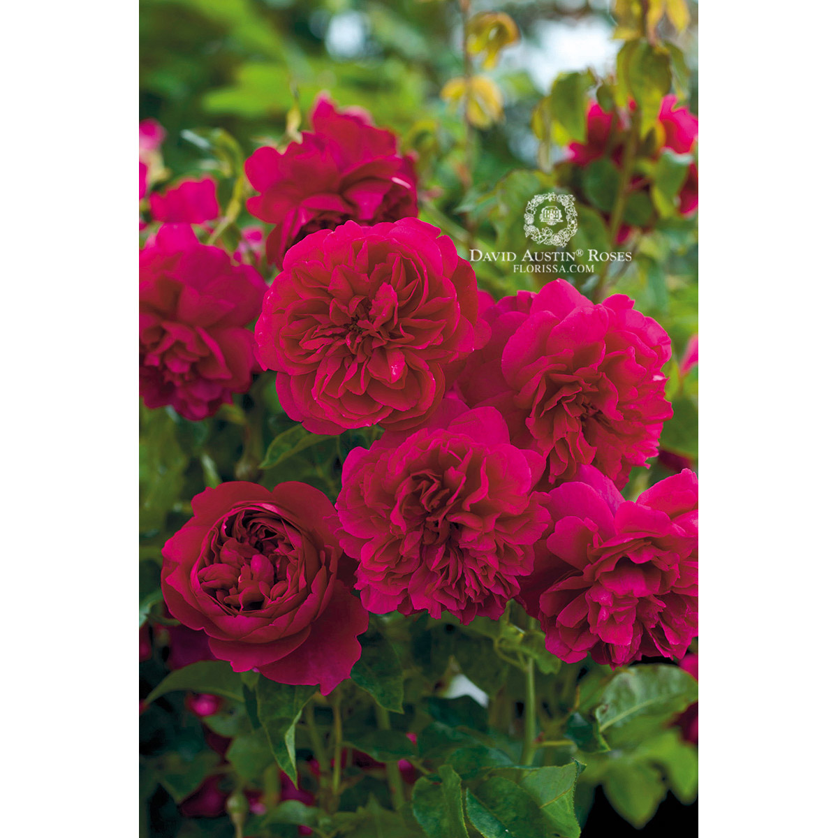 Rosa 'Thomas a Becket'