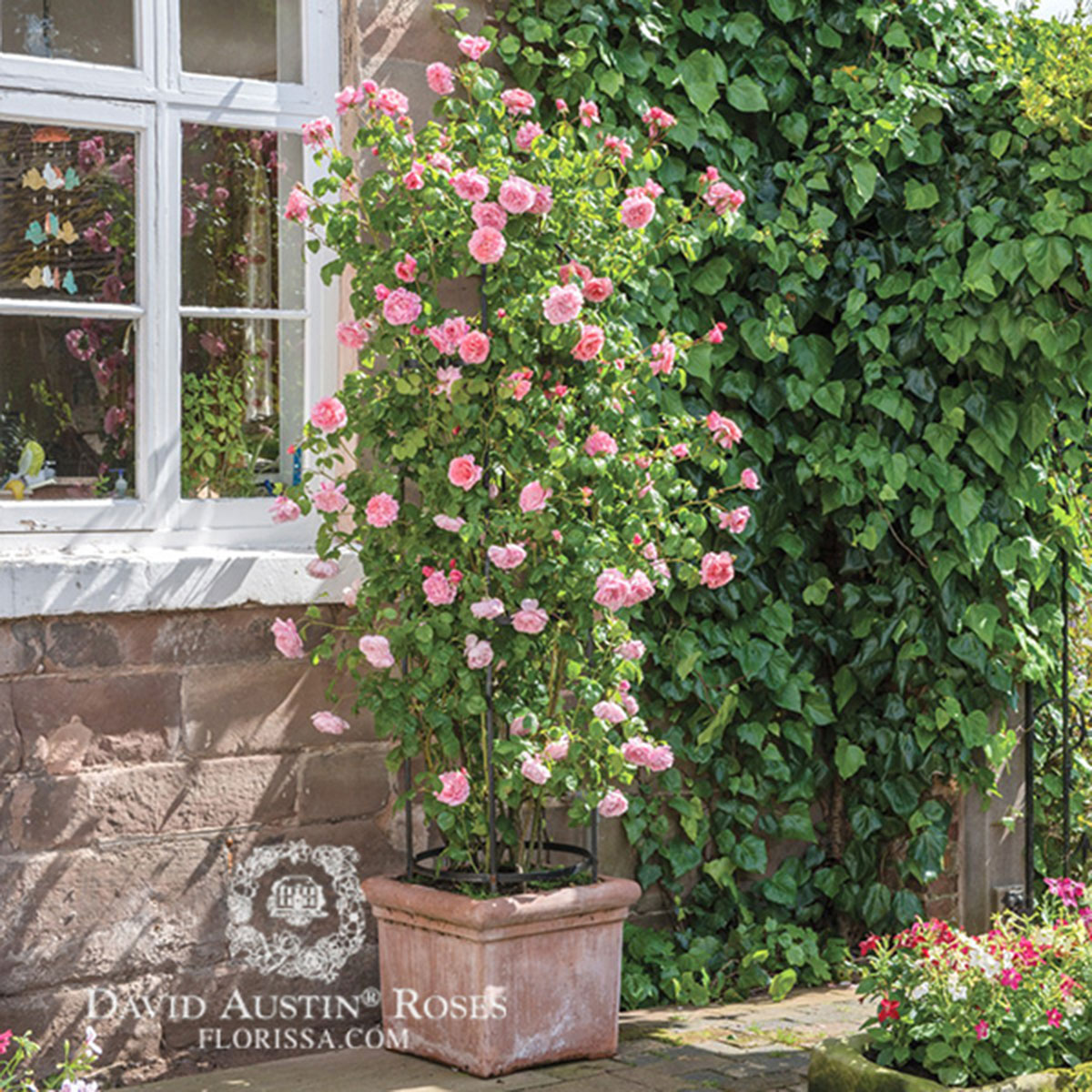 DA_Rose_strawberry_hill_clg_1200px.jpg