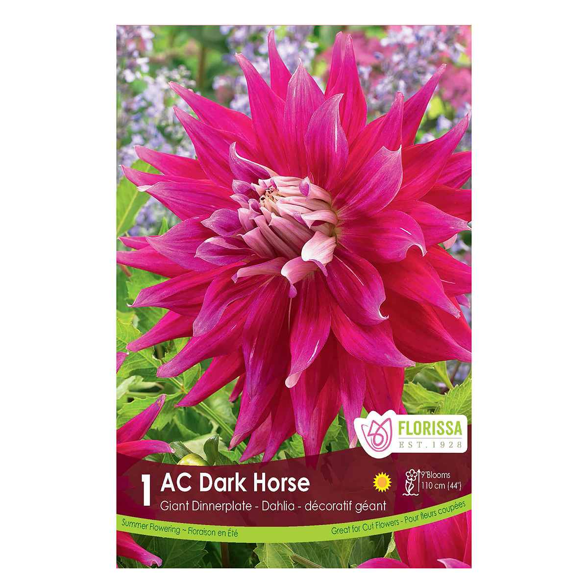 Dahlia 'AC Dark Horse' Tuber