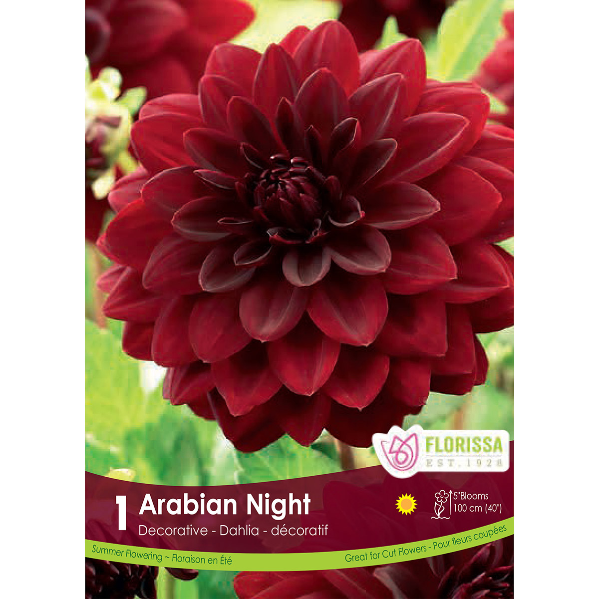 Dahlia 'Arabian Night' Tuber