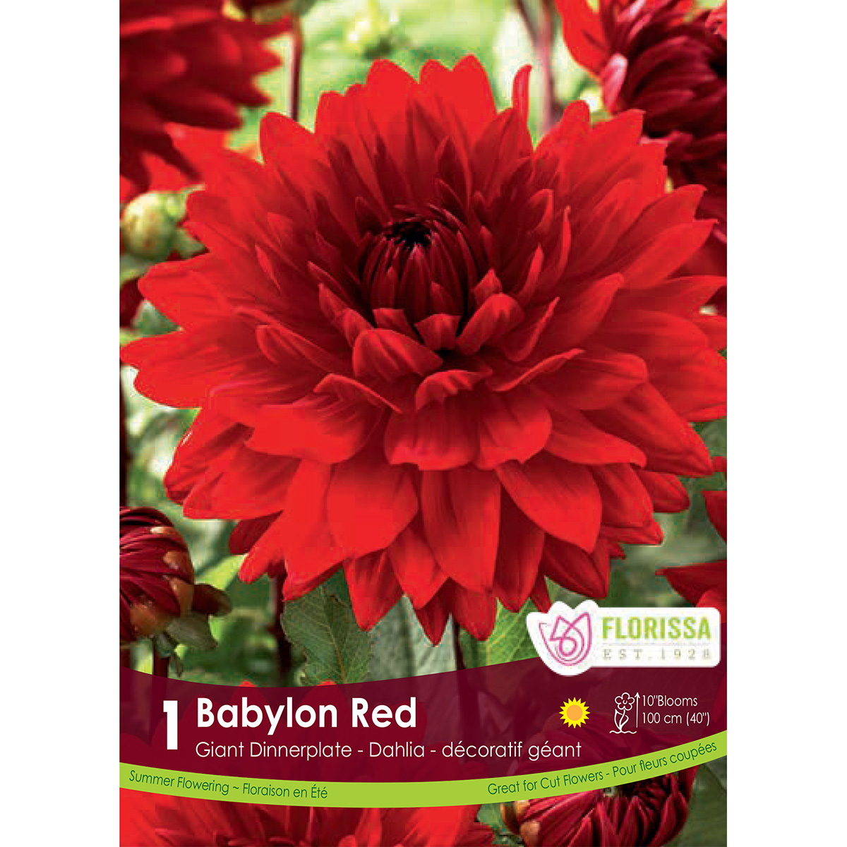 Dahlia_Babylon_Red.jpg