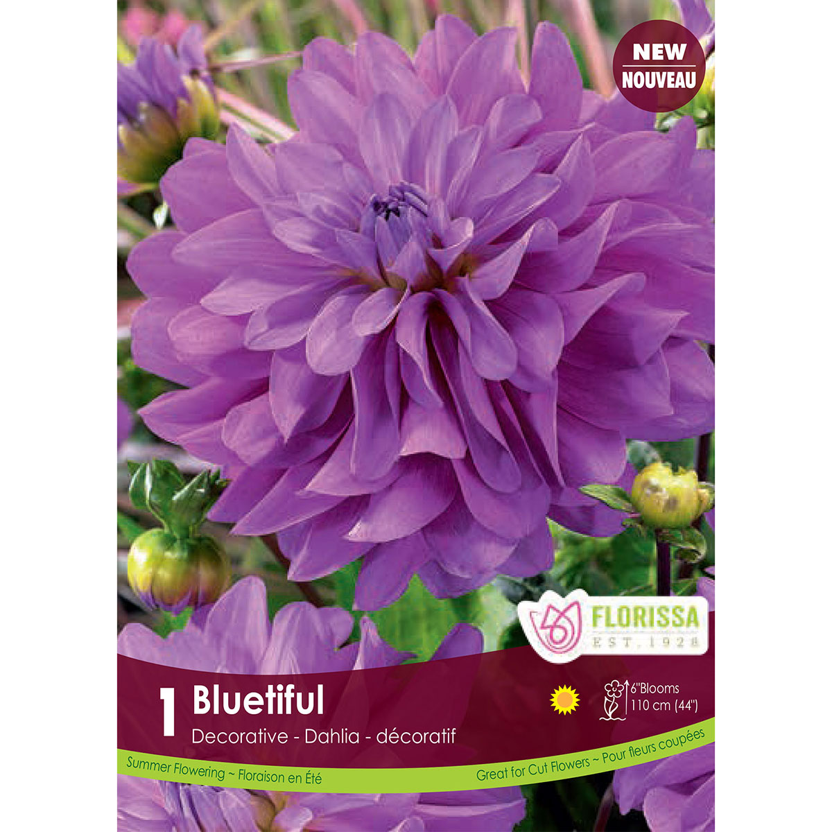 Dahlia 'Bluetiful' Tuber 