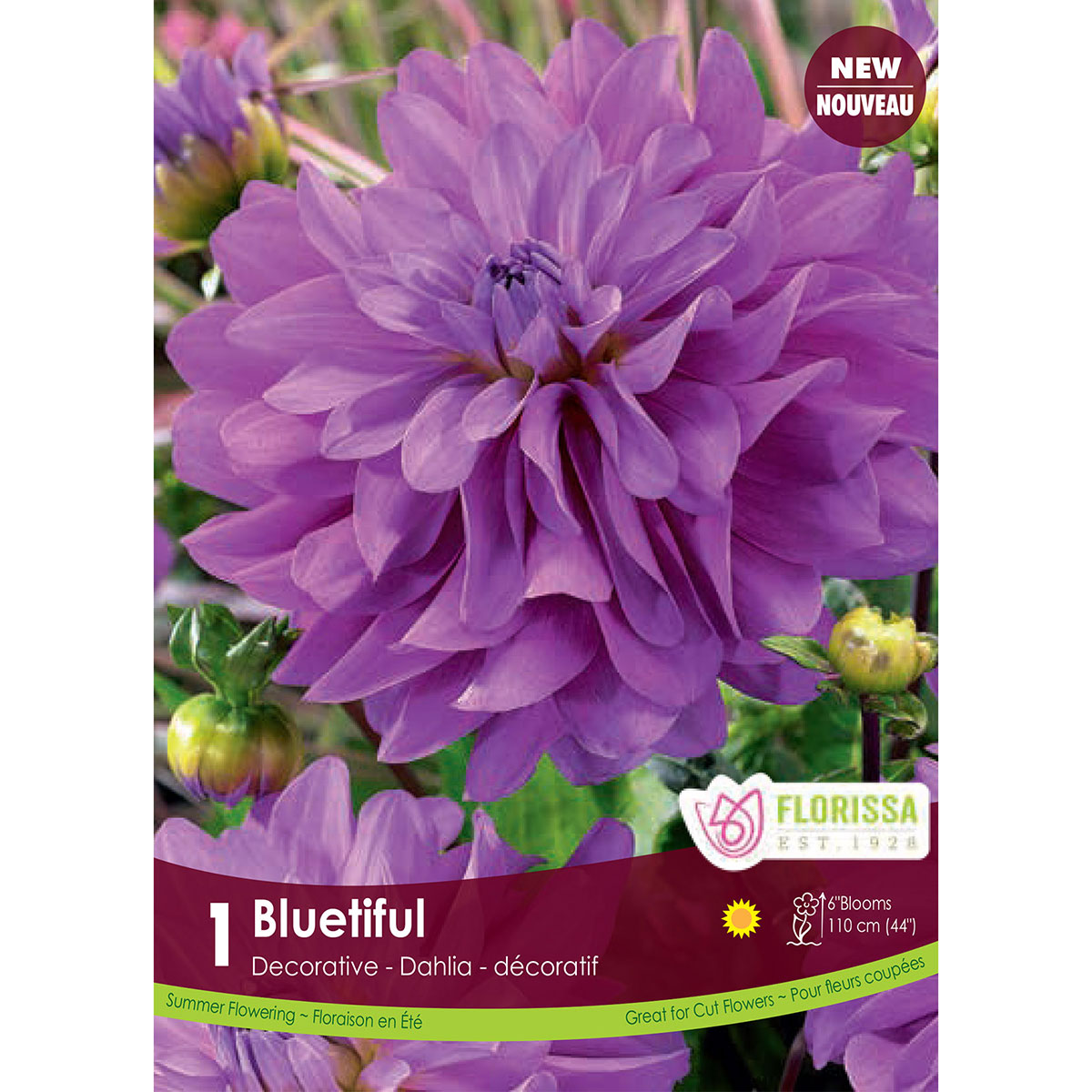 Dahlia 'Bluetiful' Tuber 