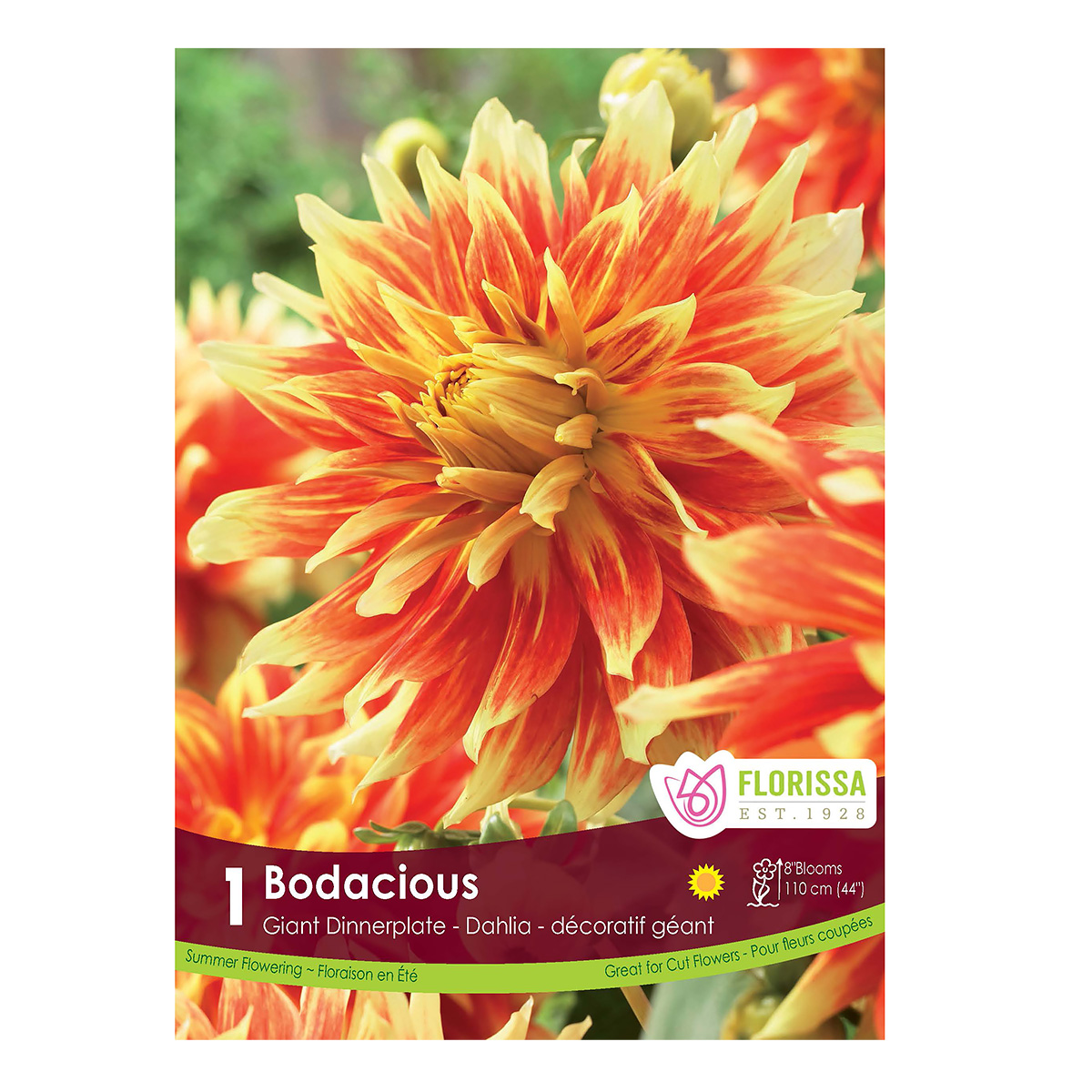 Dahlia 'Bodacious' Tuber