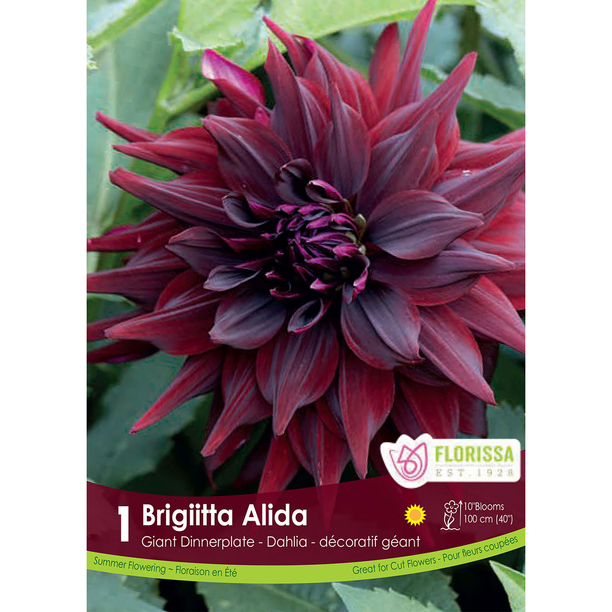 Dahlia_Brigiitta_Alida.jpg