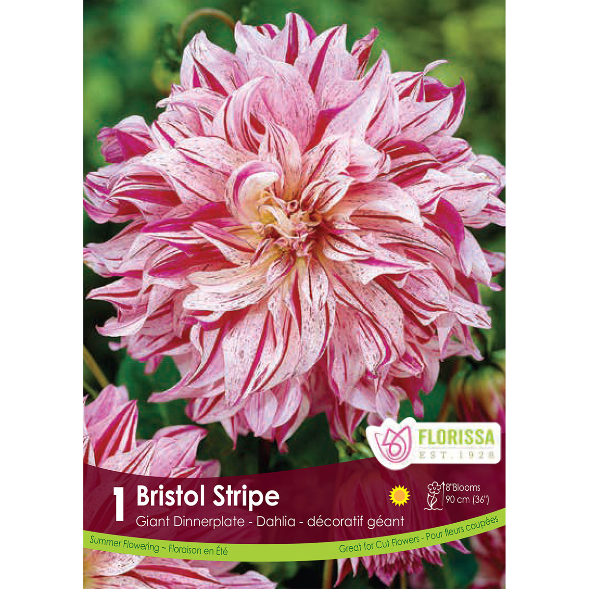 Dahlia 'Bristol Stripe' Tuber