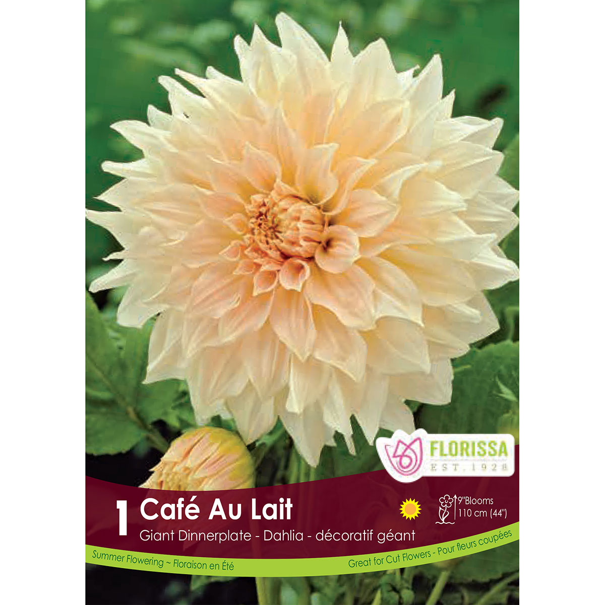 Dinnerplate Dahlia 'Cafe Au Lait' Tuber