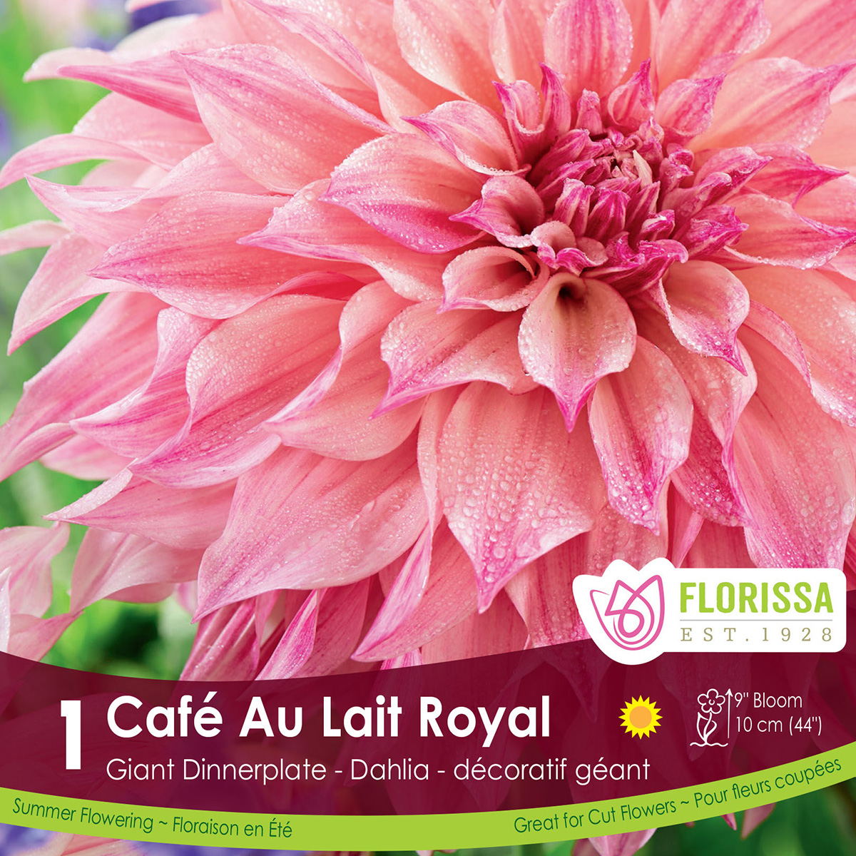 Dinnerplate Dahlia 'Cafe Au Lait Royal' Tuber 