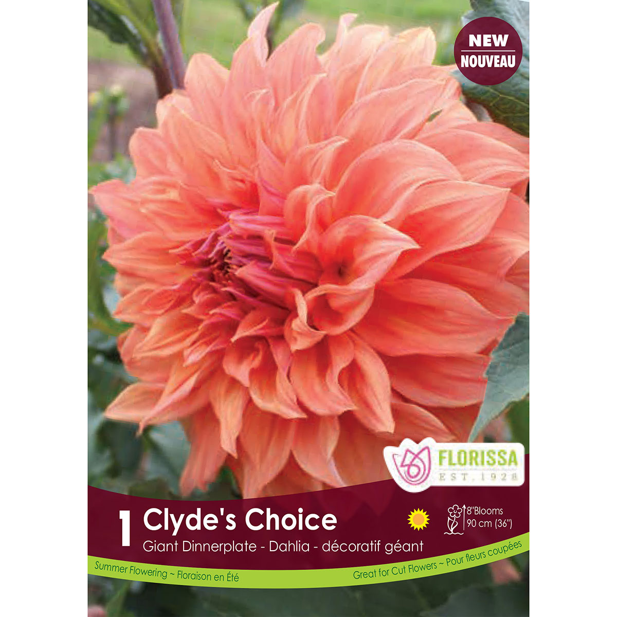 Dahlia 'Clyde's Choice' Tuber 