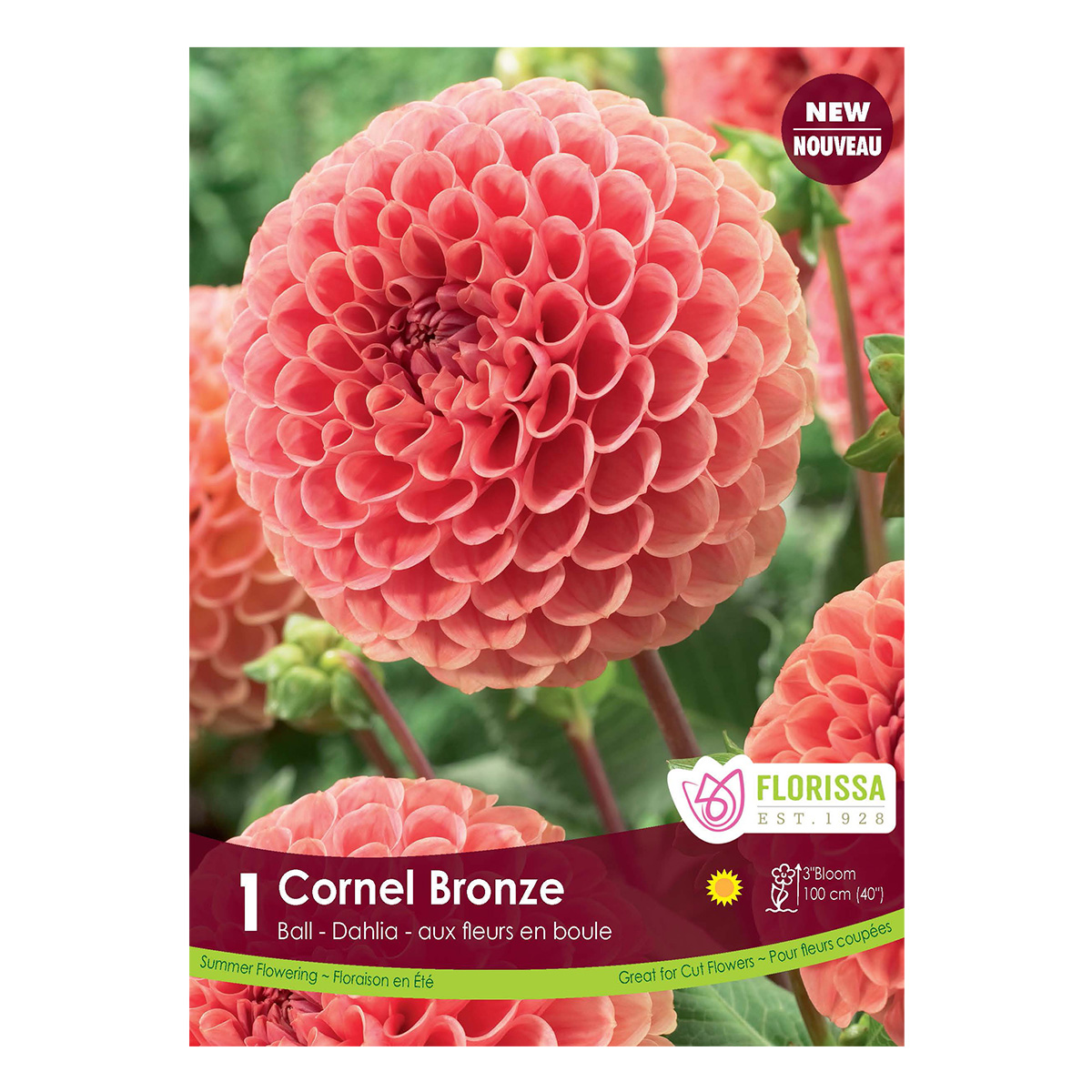 Dahlia 'Cornel Bronze' Ball Tuber