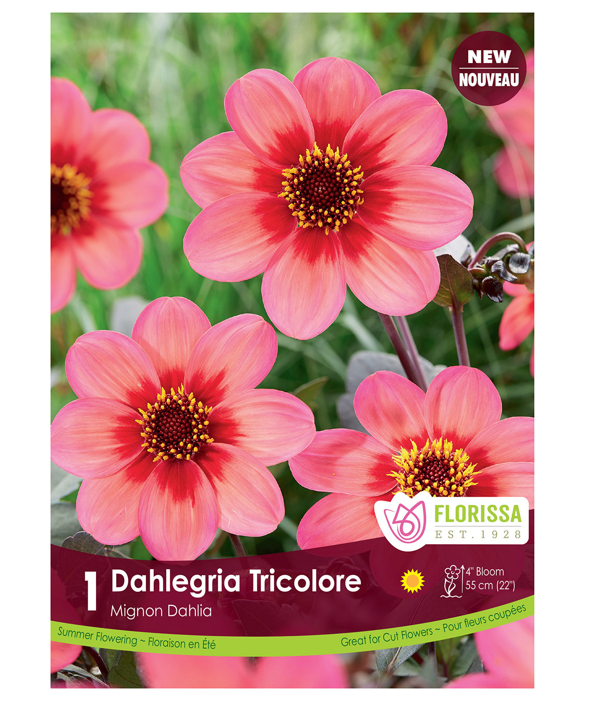 Dahlia 'Dahlegria Tricolore' Mignon Tuber 