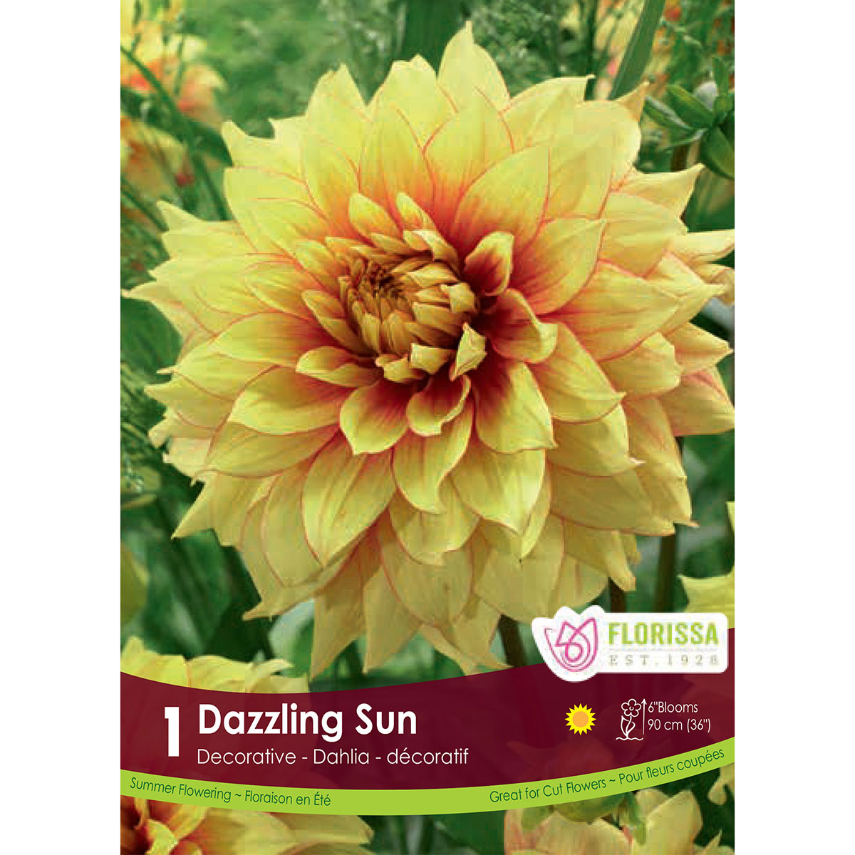 Dahlia_Dazzling_Sun.jpg