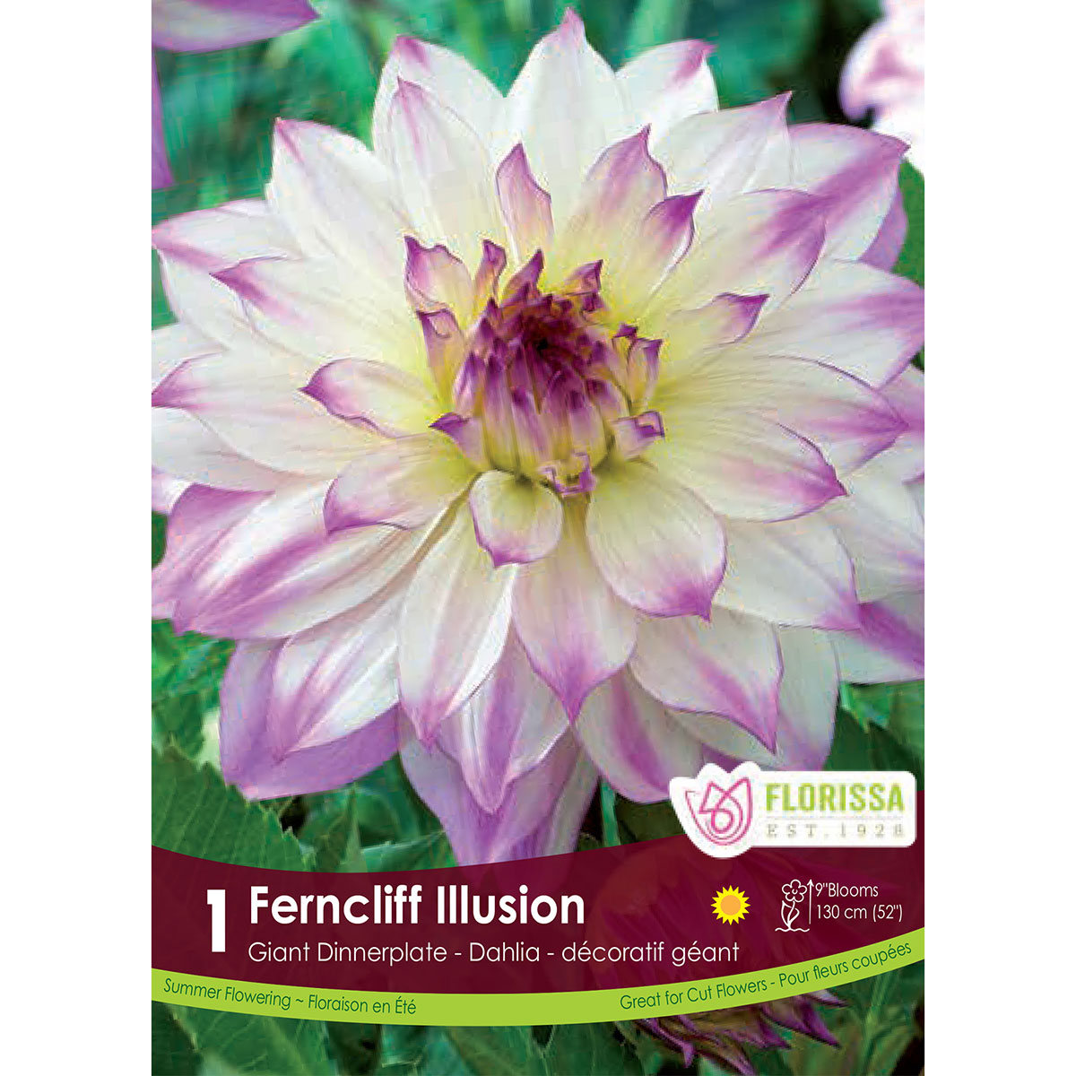 Dahlia 'Ferncliff Illusion' Tuber