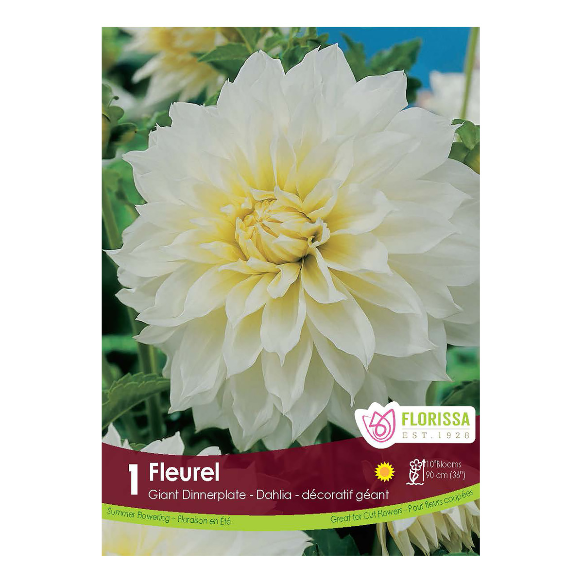 Dahlia 'Fleurel' Tuber