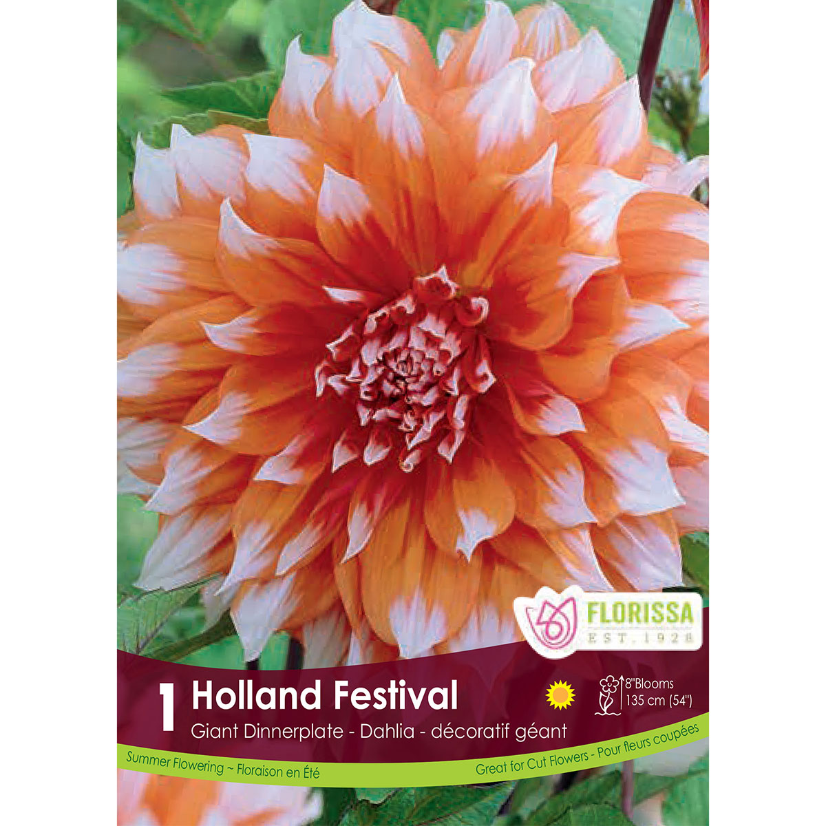 Dahlia_Holland_Festival.jpg