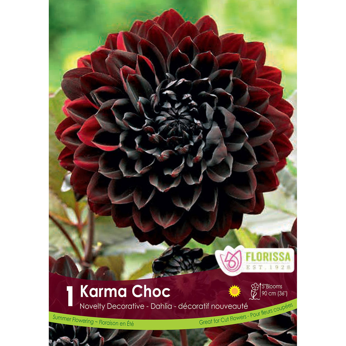 Dahlia_Karma_Choc.jpg