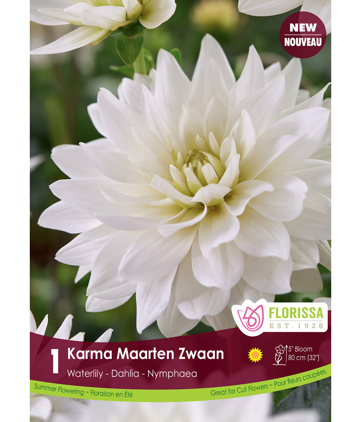 Dahlia 'Waterlily Karma Maarten Zwaan' Tuber  