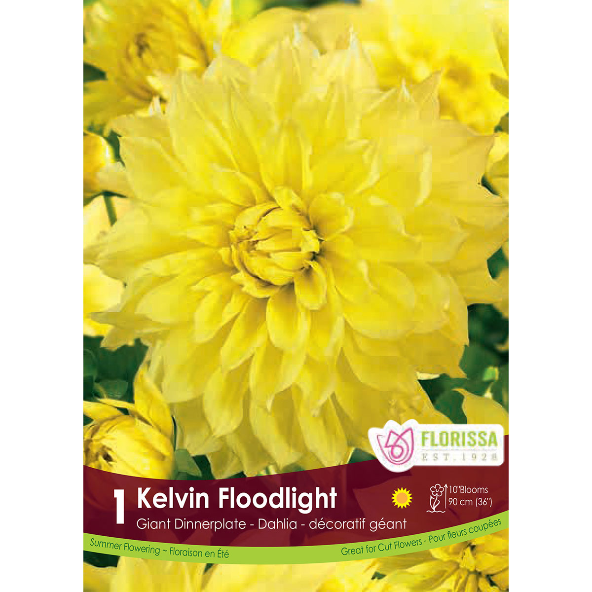 Dahlia 'Kelvin Floodlight' Tuber