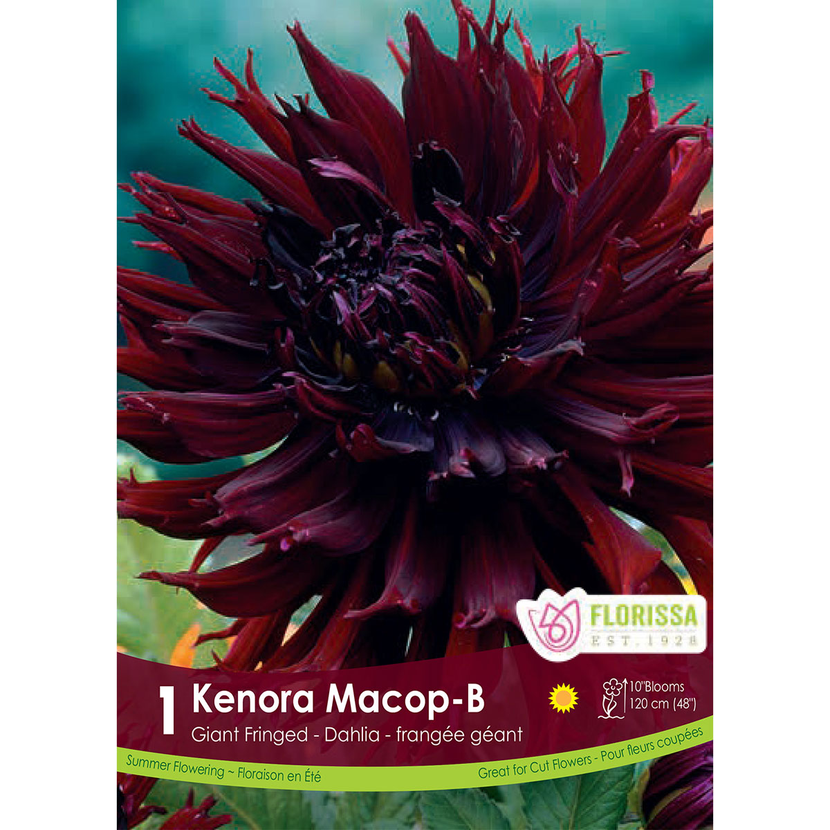 Dahlia_Kenora_Macop-B.jpg