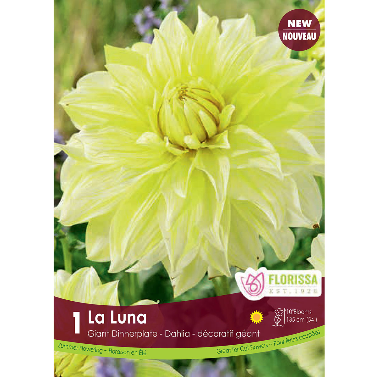 Dahlia 'La Luna' Tuber 