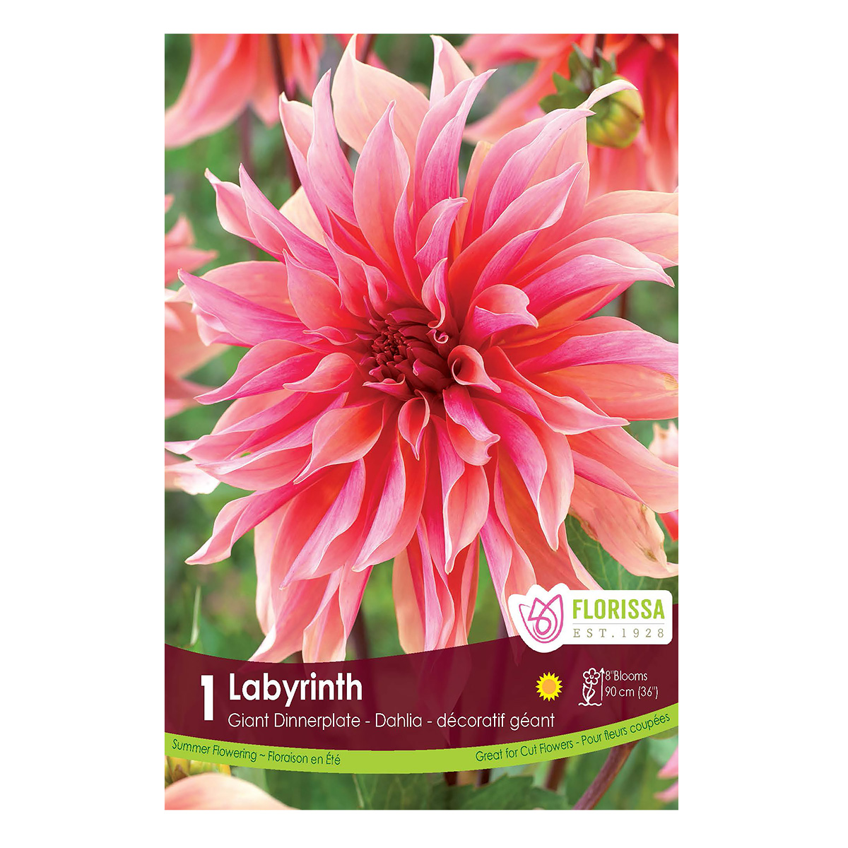 Dahlia_Labyrinth.jpg