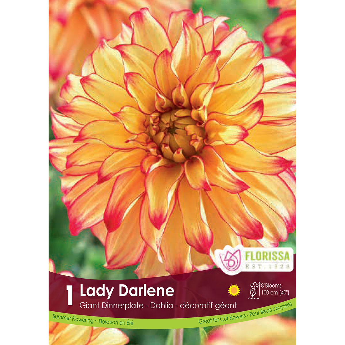 Dahlia 'Lady Darlene' Tuber