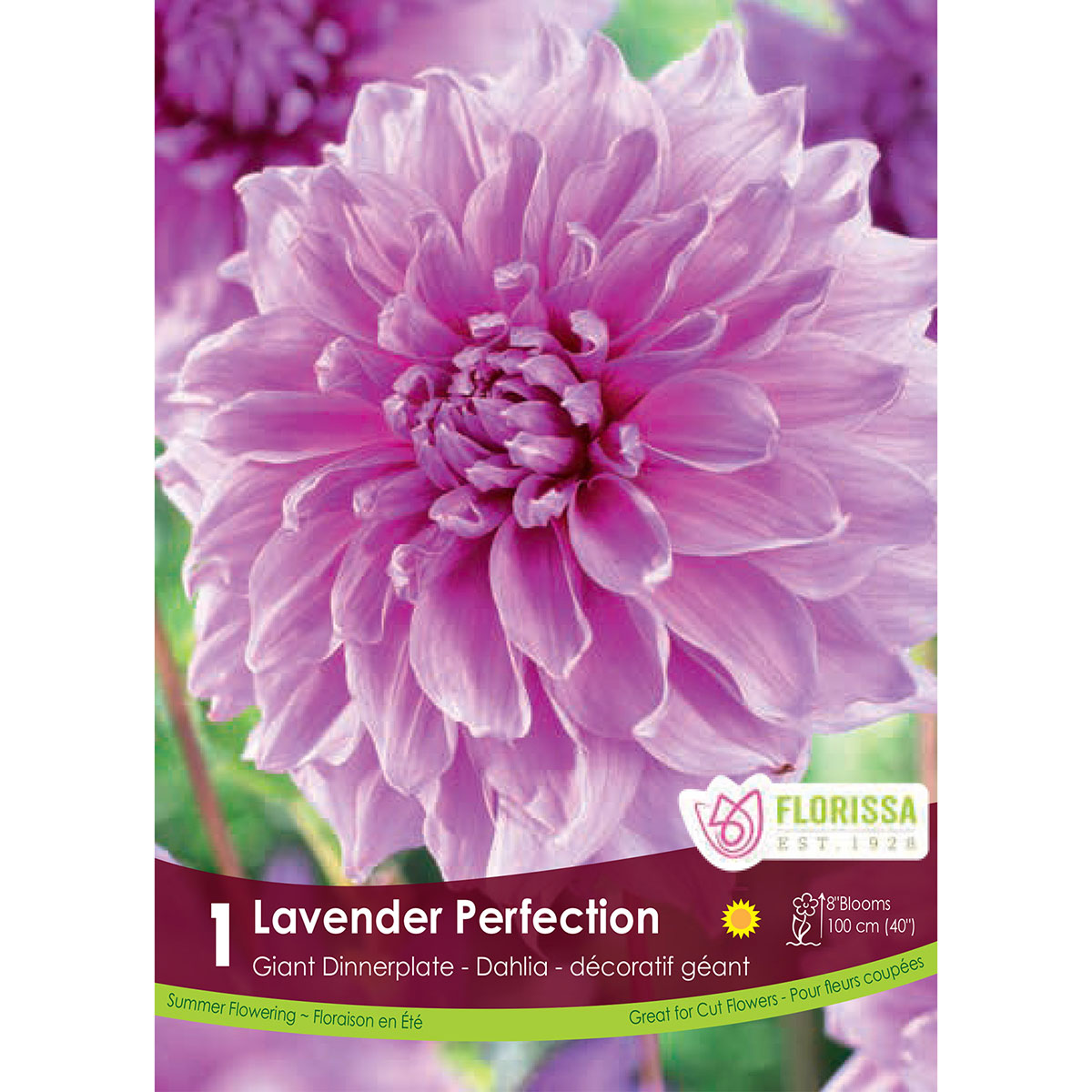 Dahlia_Lavender_Perfection.jpg