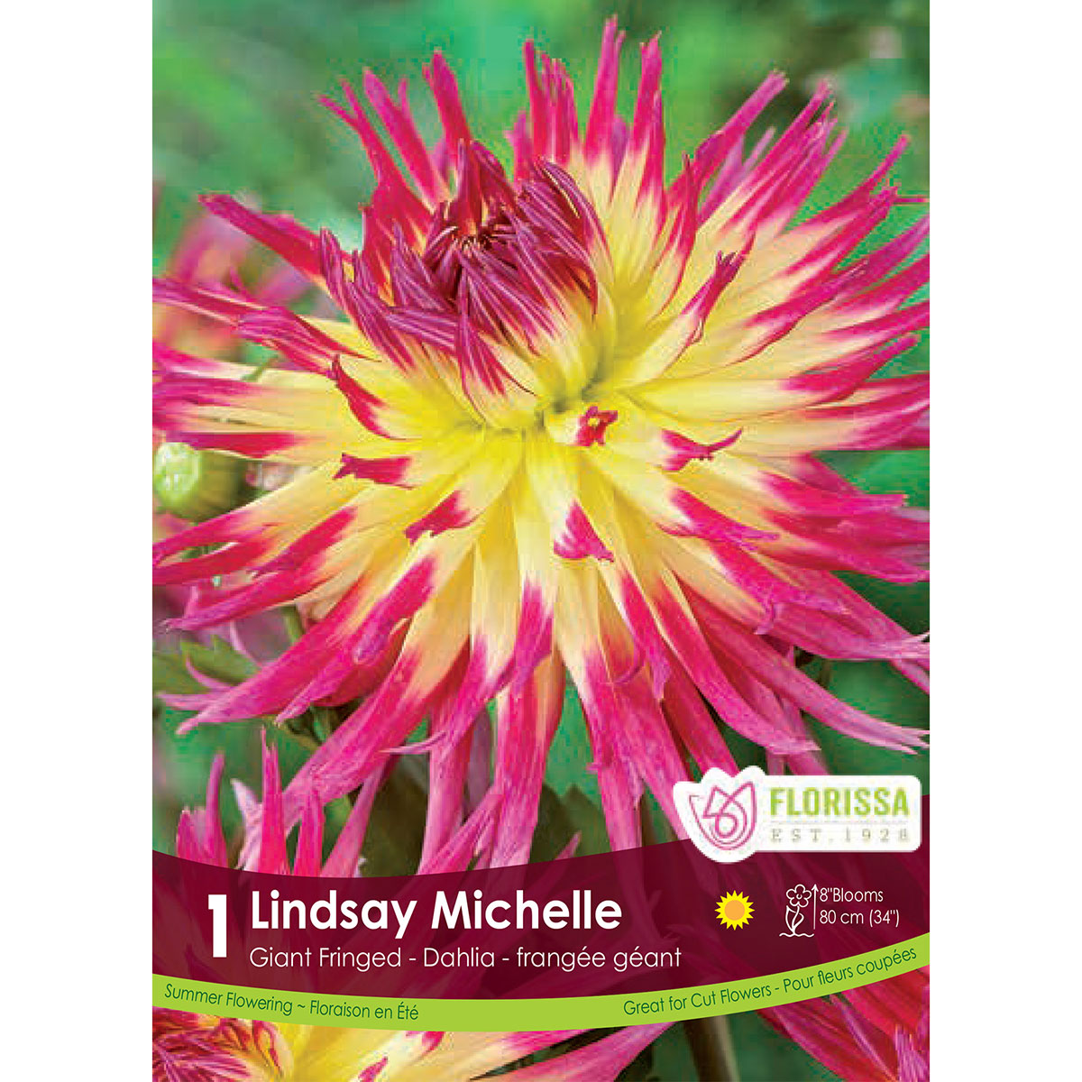 Dahlia 'Lindsay Michelle' Tuber