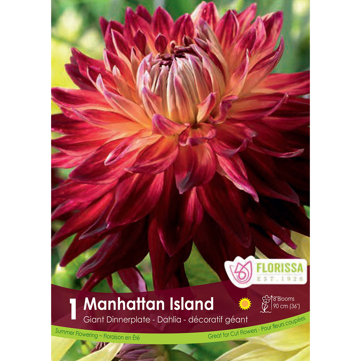 Dahlia 'Manhattan Island' Tuber