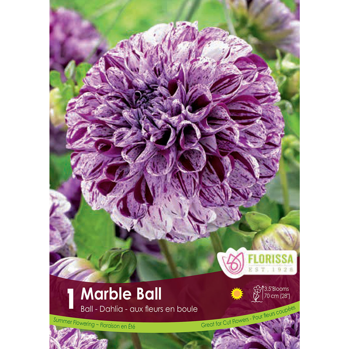 Dahlia 'Marble Ball' Tuber