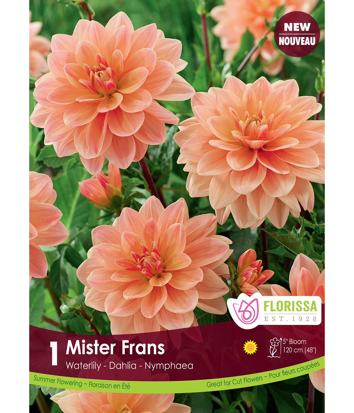 Dahlia 'Waterlily Mister Frans' Tuber  