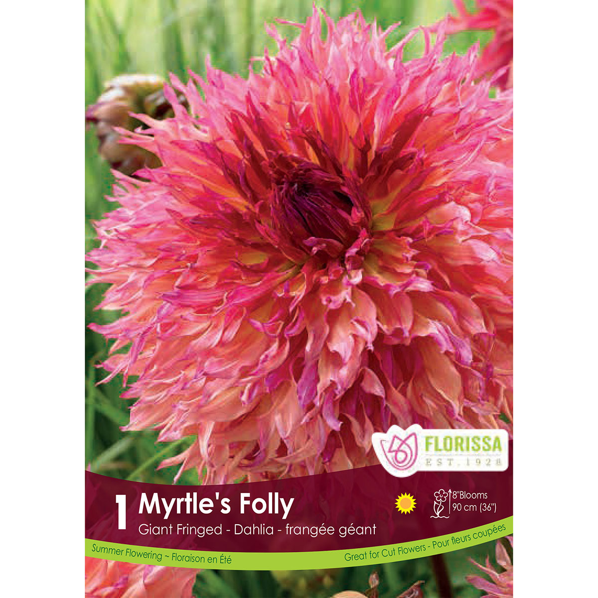 Dahlia 'Myrtle's Folly' Tuber