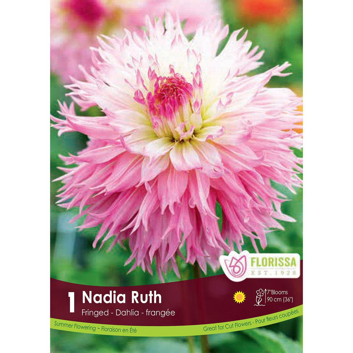 Dahlia 'Nadia Ruth' Tuber