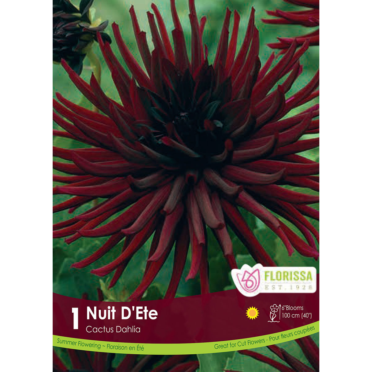 Dahlia_Nuit_D_Ete.jpg