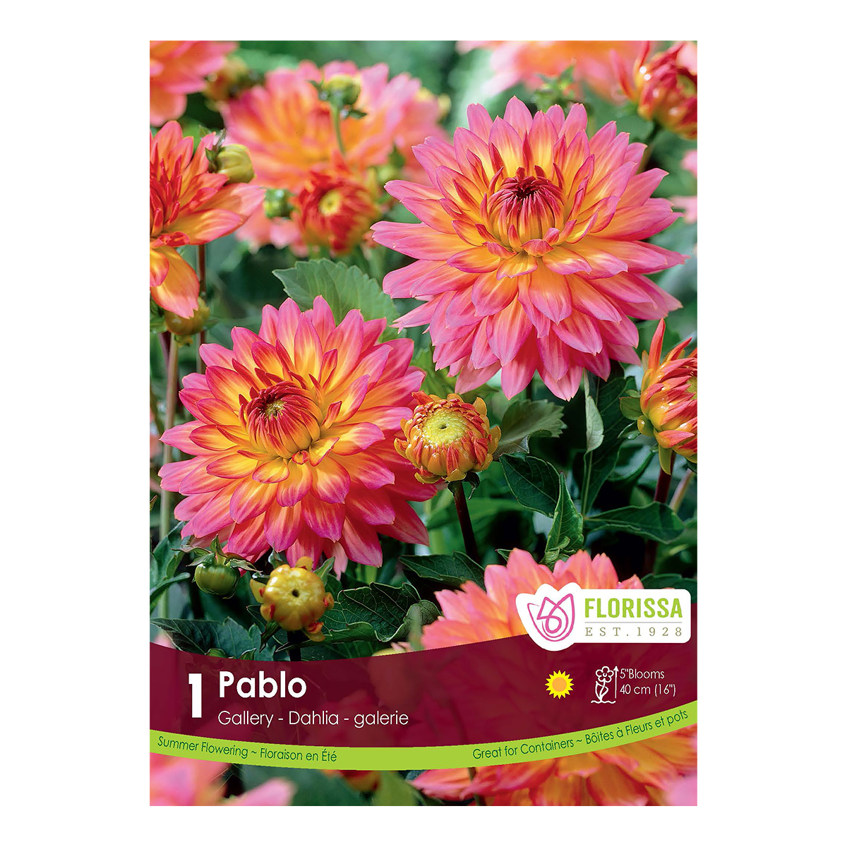 Dahlia 'Pablo' Tuber