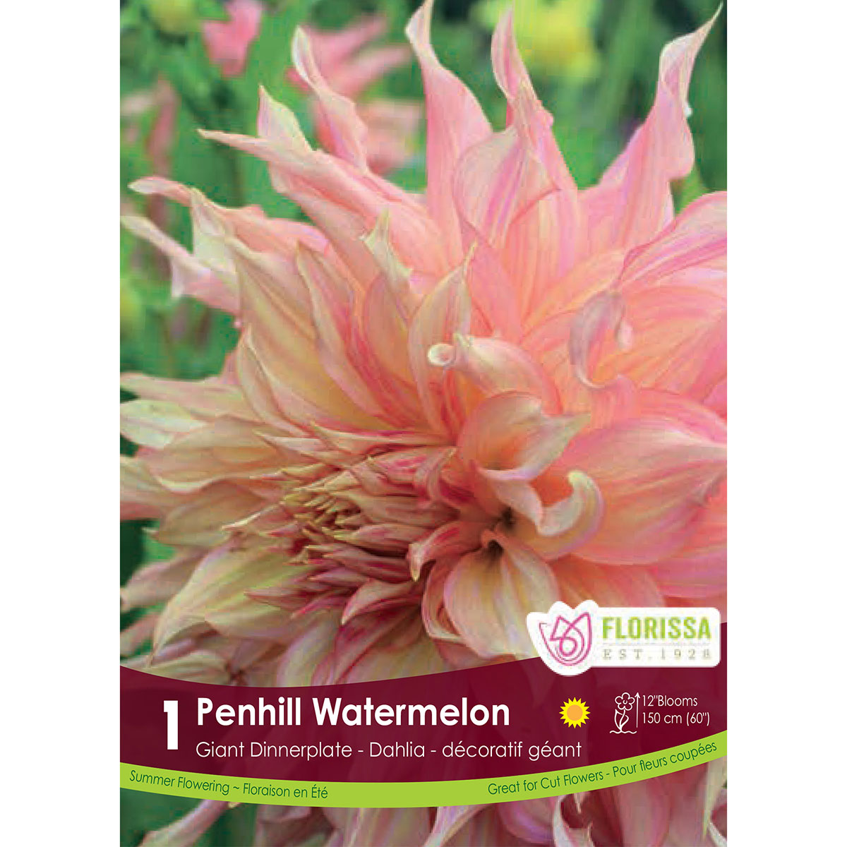 Giant Dinnerplate Dahlia 'Penhill Watermelon' Tuber