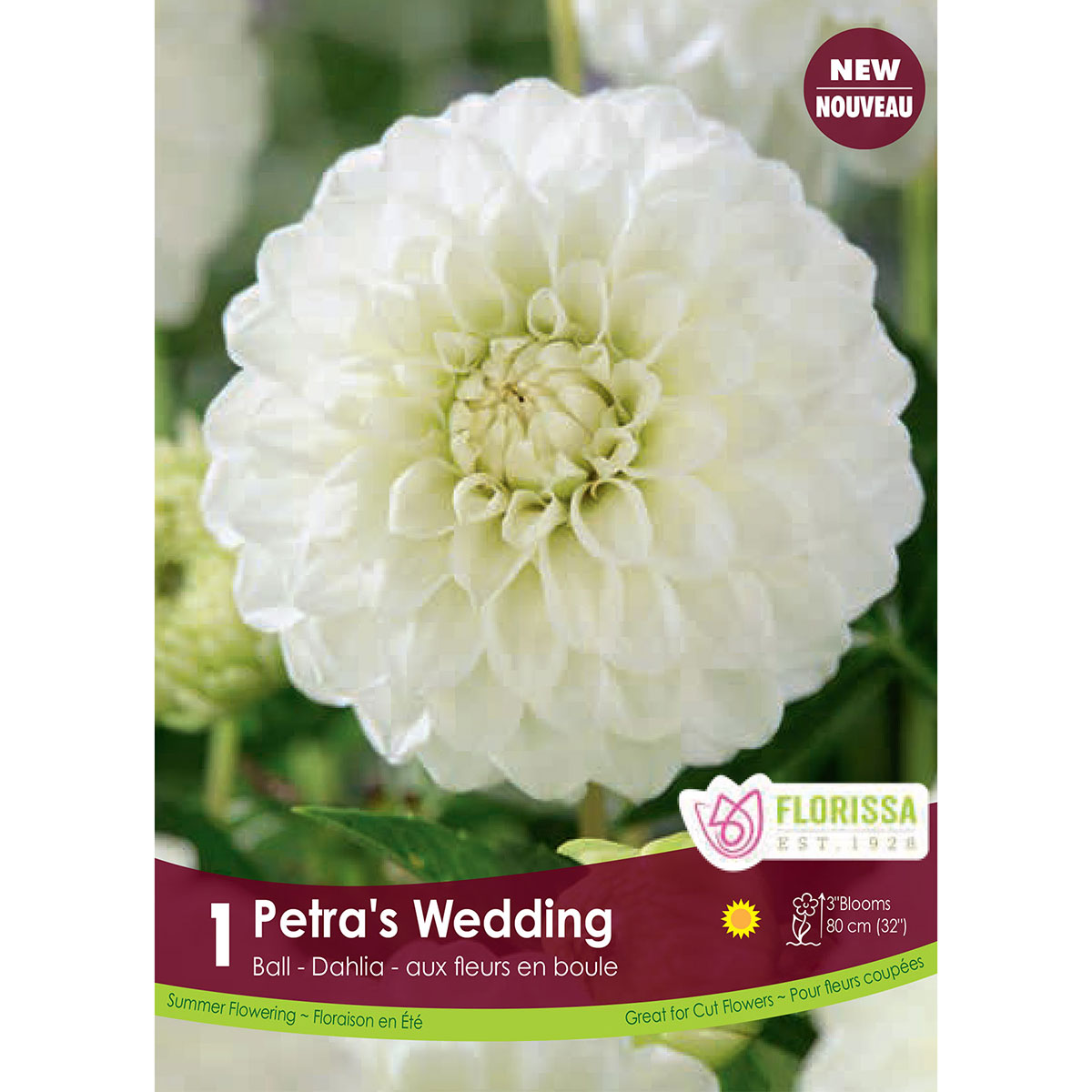 Dahlia 'Petra's Wedding Ball' Tuber