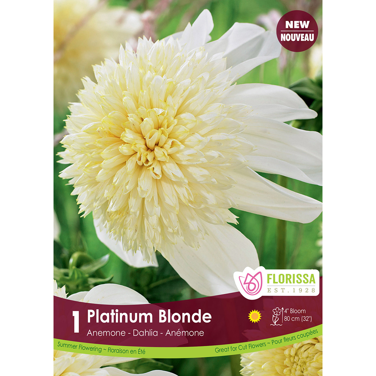 Dahlia Anemone 'Platinum Blonde' Tuber 