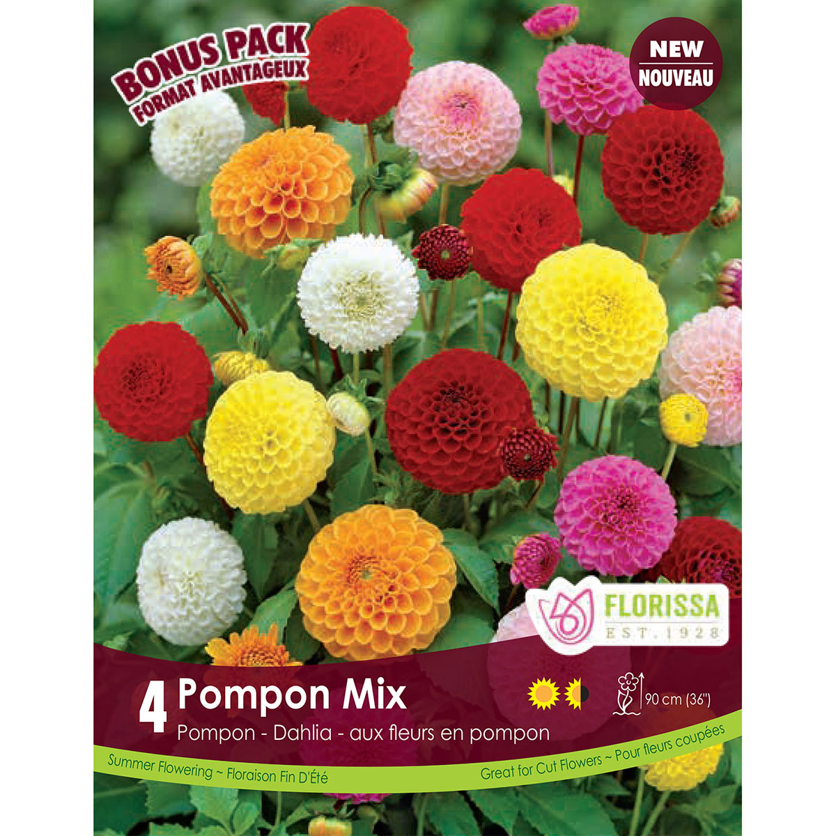 Dahlia 'Pompon Mix' Tubers 