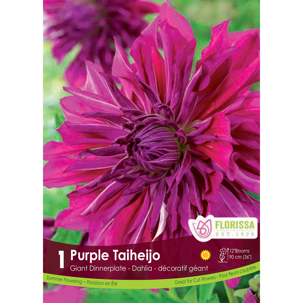 Dahlia_Purple_Taiheijo.jpg