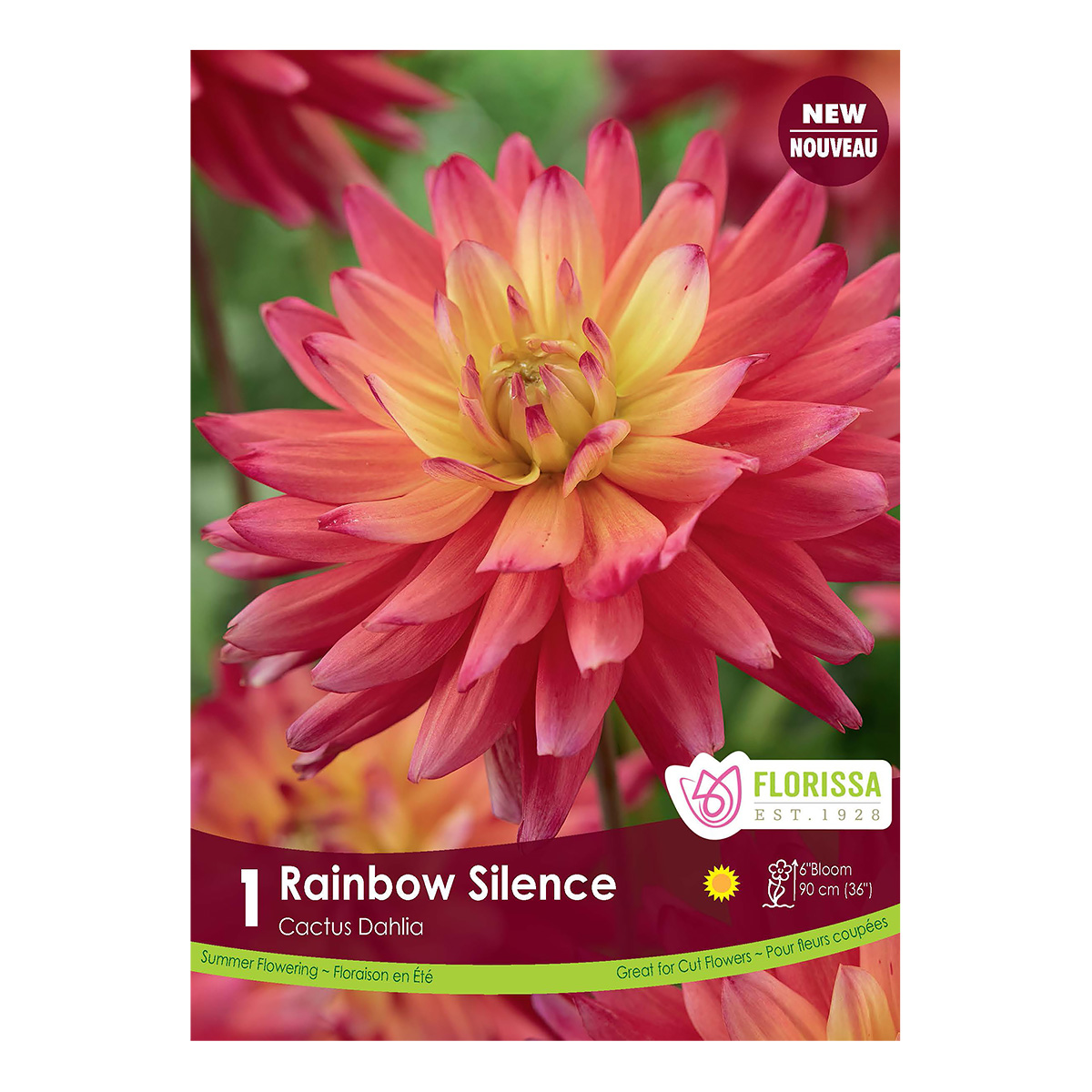 Dahlia 'Rainbow Silence' Tuber