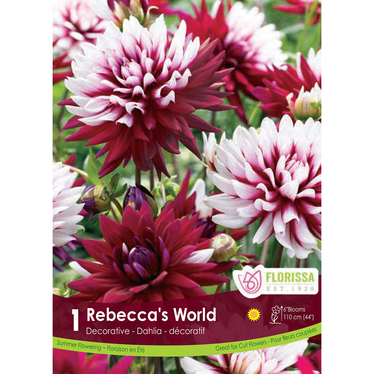 Dahlia 'Rebecca's World' Tuber