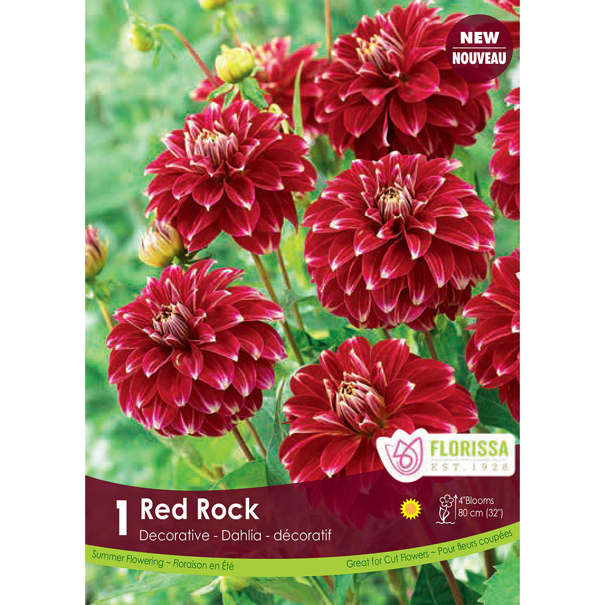 Dahlia_Red_Rock.jpg