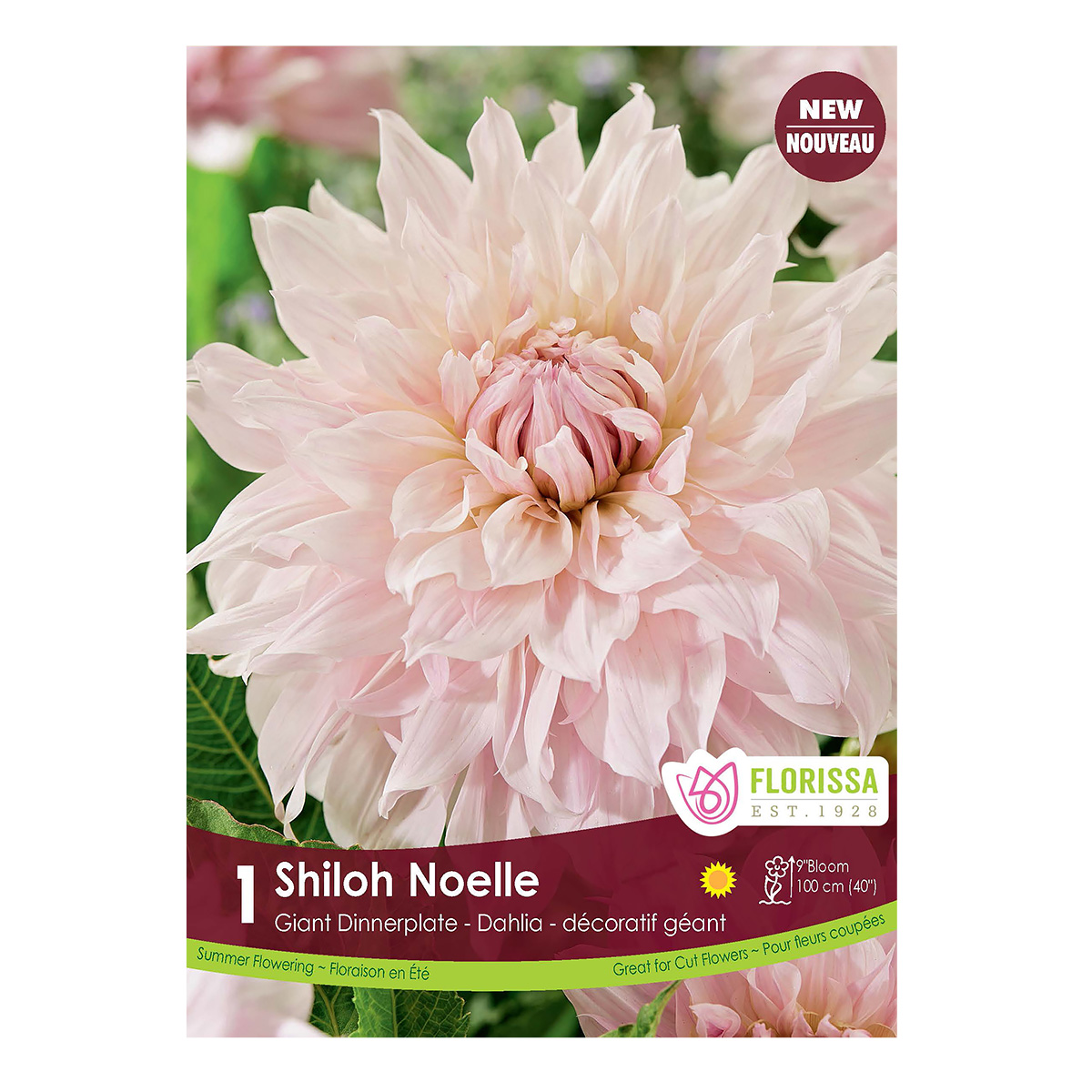 Dahlia_ShilohNoelle.jpg