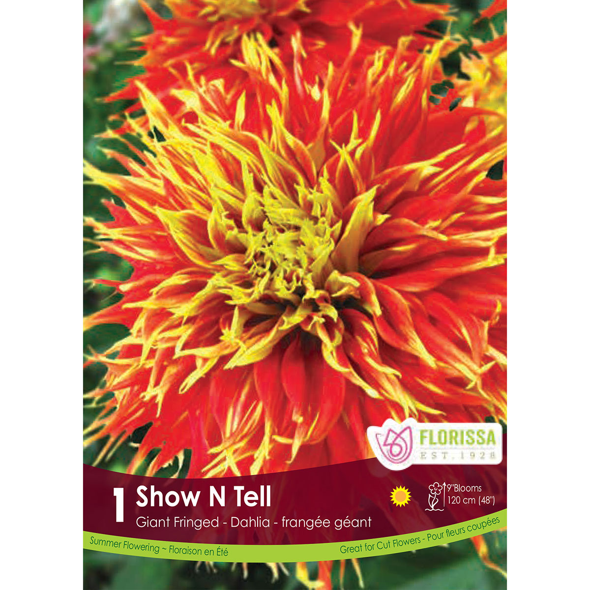 Dahlia_Show_N_Tell.jpg