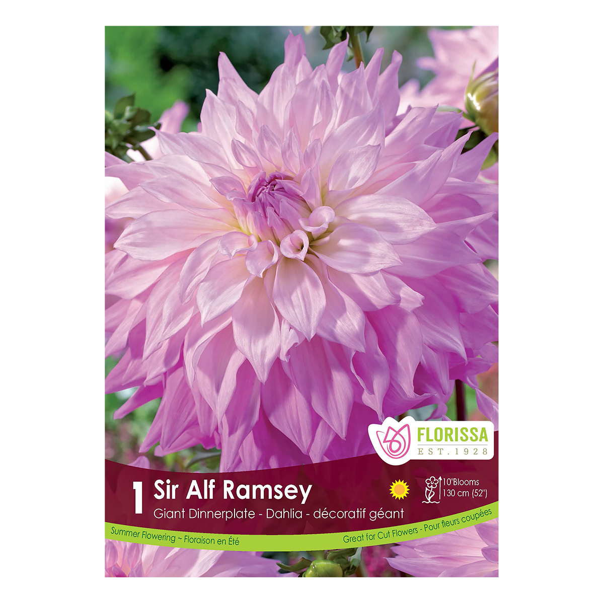 Dahlia 'Sir Alfred Ramsey' Tuber