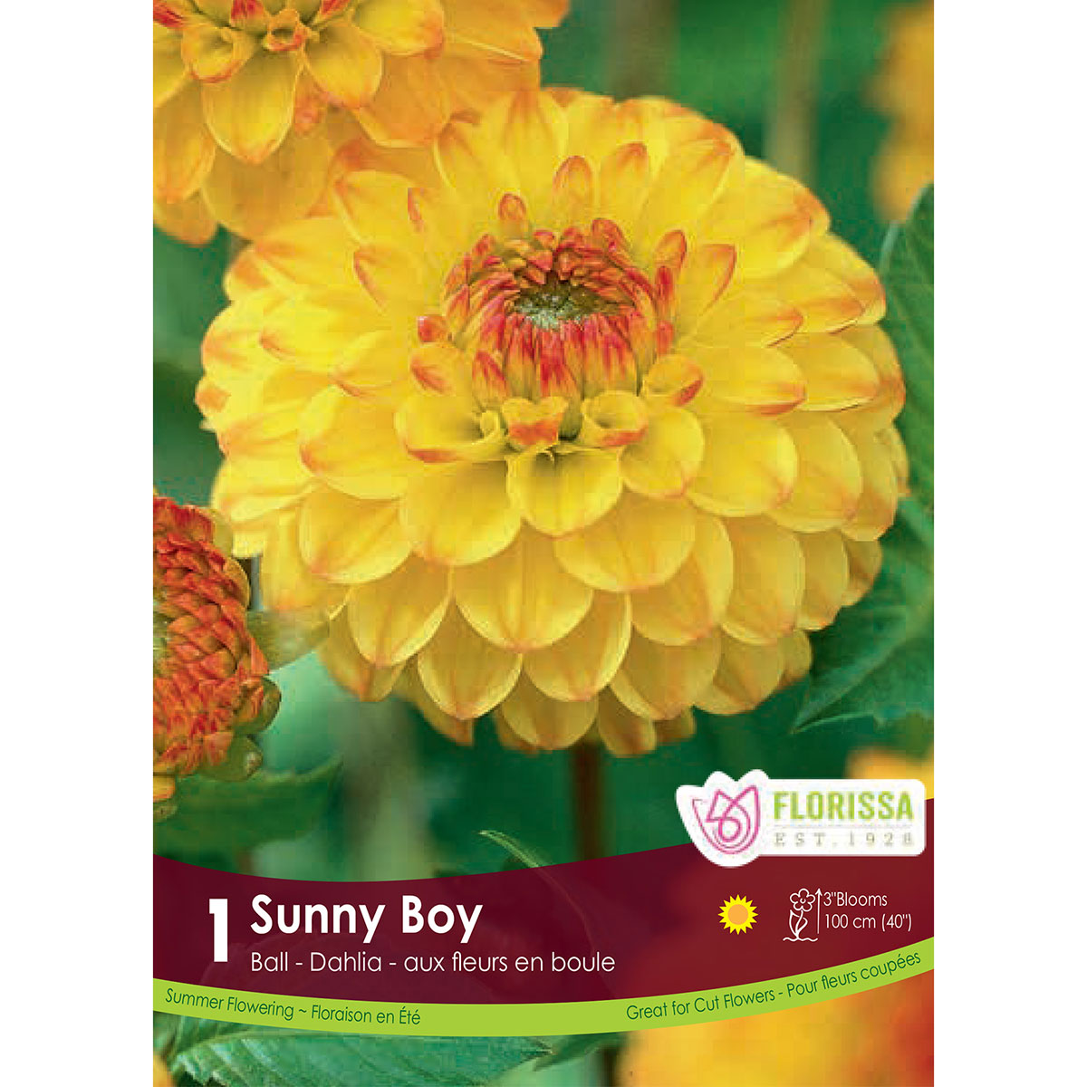 Dahlia_Sunny_Boy_Ball.jpg