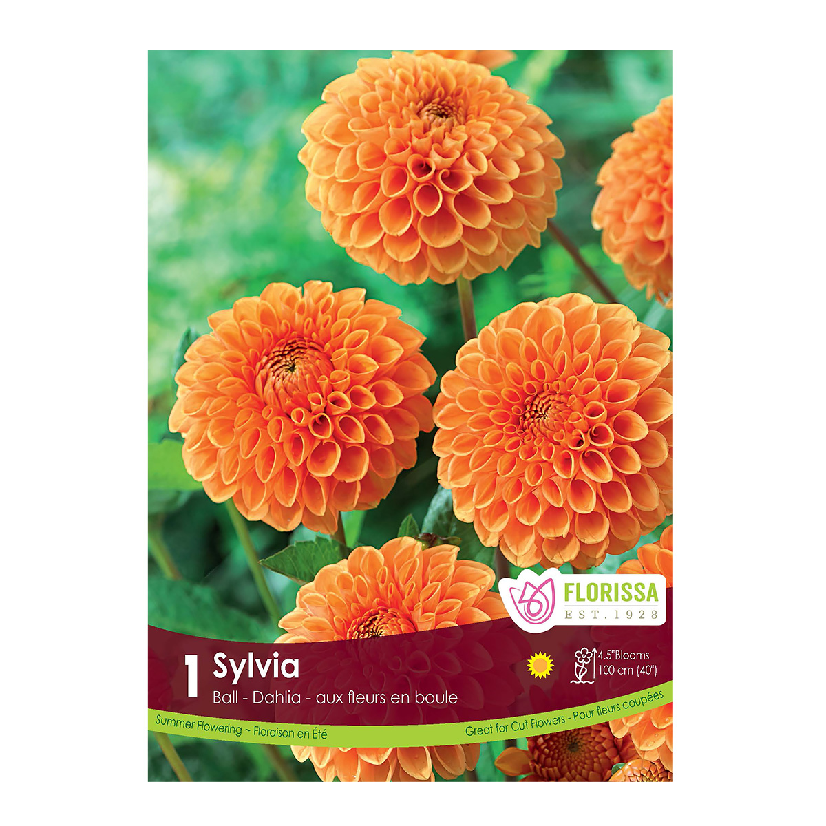 Dahlia 'Sylvia Ball' Tuber