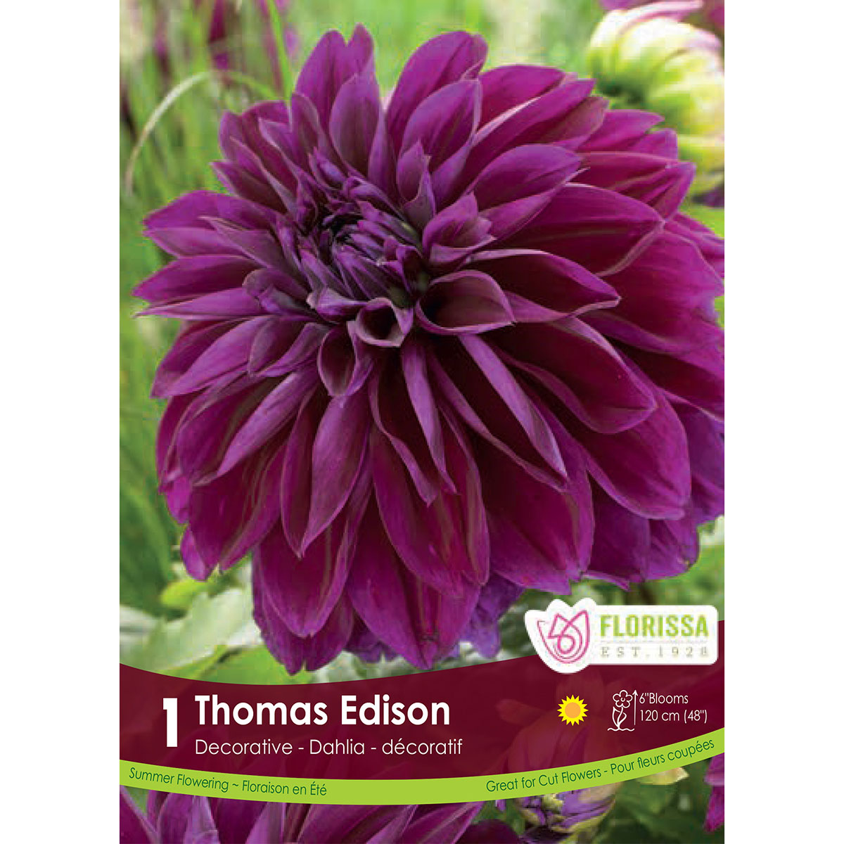 Dahlia 'Thomas Edison' Tuber