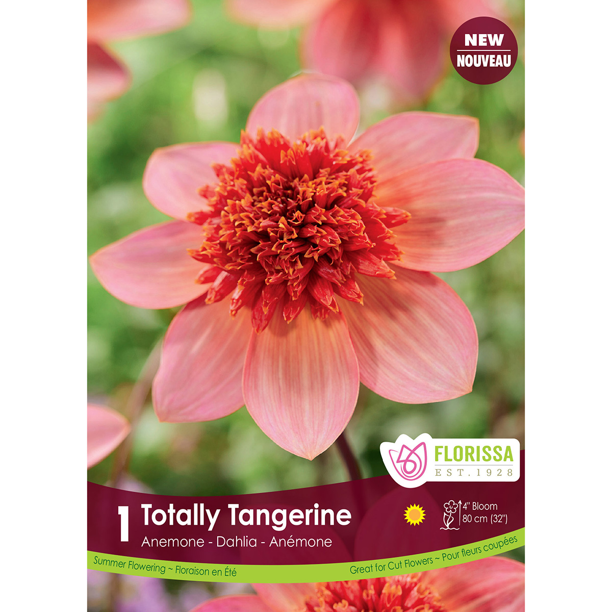 Dahlia Anemone 'Totally Tangerine' Tuber   